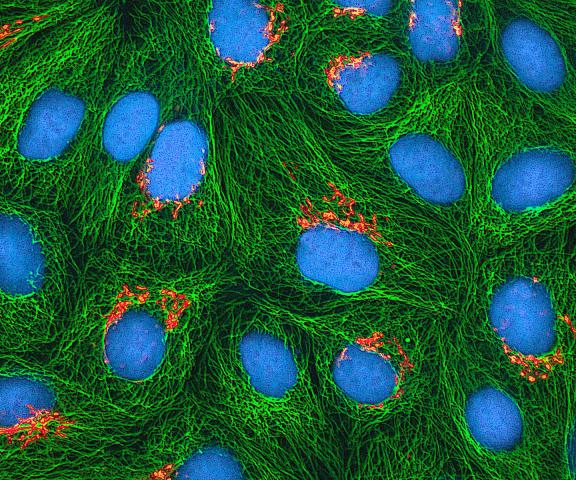 Parts of the Cell - Legends of Learning