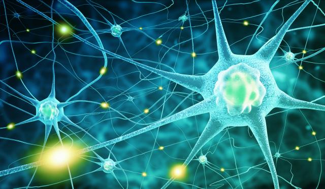 The Body’s Information Processing System - Legends of Learning