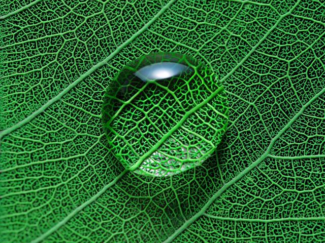 Chemical Reactions in Photosynthesis - Legends of Learning