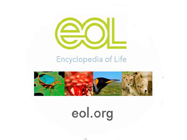 Biodiversity Skillbuilder 2: ID That Bird!  (Grades 6-8)